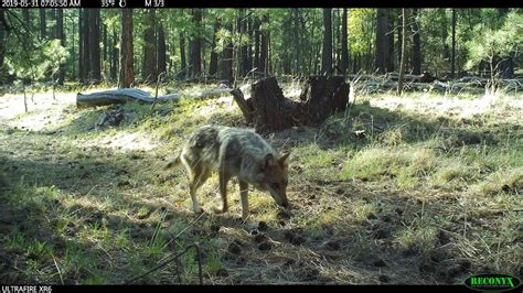 Field Notes Mexican Gray Wolf Recovery Efforts June 2019 Defenders