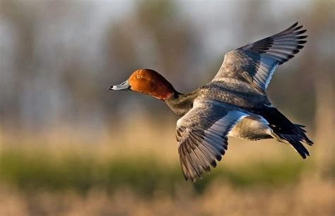 20 Best Duck Species To Hunt In North America Besthuntingadvice