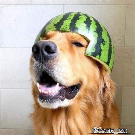 Watermelon Dogs Artofit