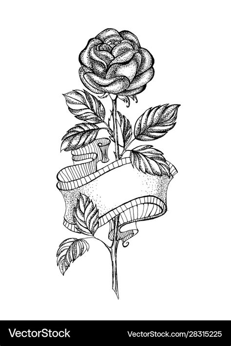 Drawings Of Roses And Ribbons