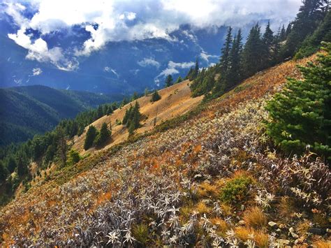 Hurricane Ridge Hike Overlooking The Olympic National Forest In