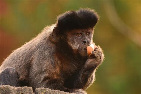 Brown Capuchin The Animal Facts Appearance Diet Habitat Behavior