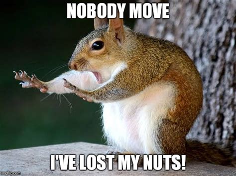 Funny Squirrel Memes Nuts
