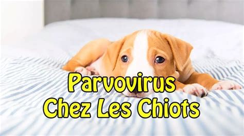Parvovirus Chez Les Chiens Description Symptômes Diagnostic