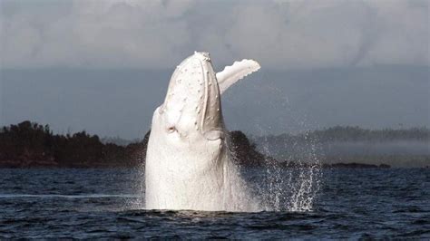 Rare White Whale Near Australia Video Gq