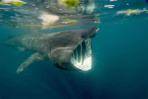 8 Fascinating Facts About The Majestic Basking Shark