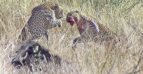 Watch Warthog Makes Its Escape While Leopards Have Noisy Disagreement