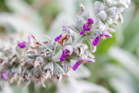 How To Grow And Care For Lambs Ear Plants