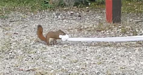 Not So Discreet Squirrel Gets Caught Stealing Toilet Paper And Has Everyone Cracking Up
