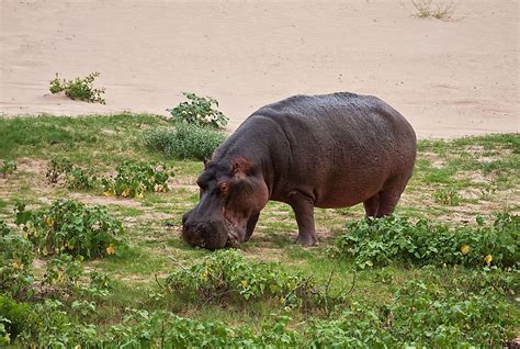 — but many of them are totally relatable. What Do Hippos Eat? - WorldAtlas