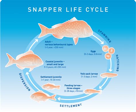 24 to 35 days ovulation indicator: Snapper life cycle | NIWA