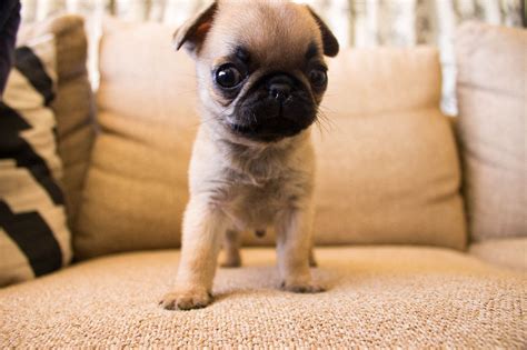 Too Cute Not To Share Album On Imgur Baby Pugs Cute Little Animals