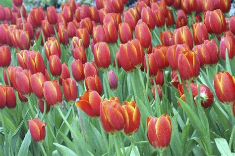 Dutch Tulips Netherlands Escorted Small Group Tours Odyssey Traveller