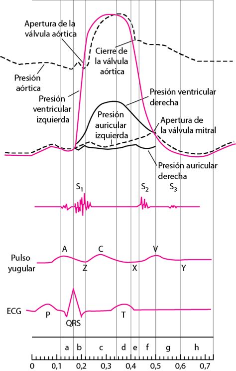 Figure Diagrama Del Ciclo Cardíaco Que Muestra Las Curvas De Presión