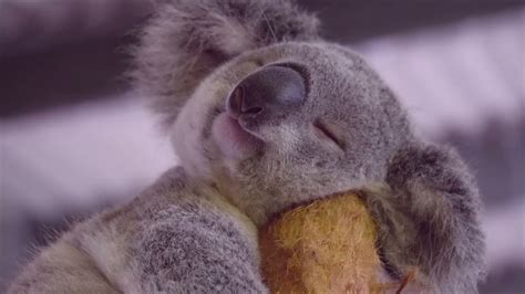 Câlinou koala chanson YouTube