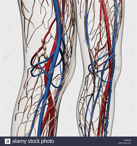 Lymph system des menschen anatomie / lerntext lymphsystem. Medizinische Illustration der Arterien, Venen und ...