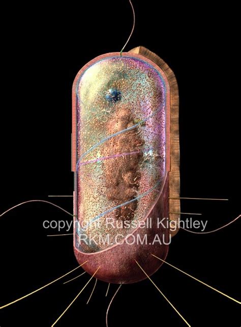 Bacterial Cell Diagram By Russell Kightley Media