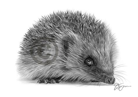 Hedgehog Art Pencil Drawing Print A4 Only Signed By Artist Gary Tymon