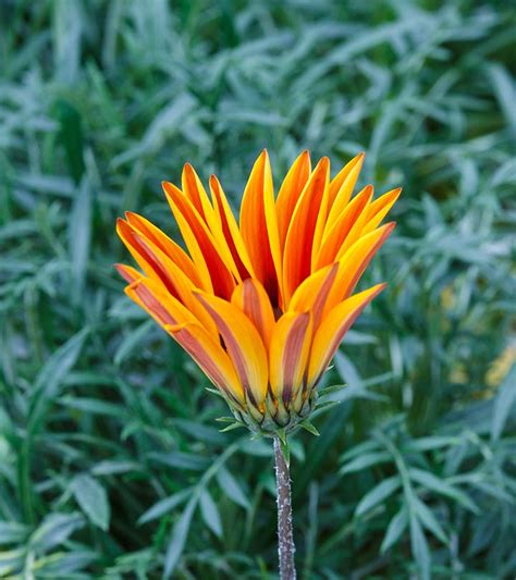 Only the young plant is eaten; 6 Amazing Beauty And Health Benefits Of Cactus Flower