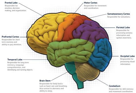 What Are Brain Maps Images And Photos Finder