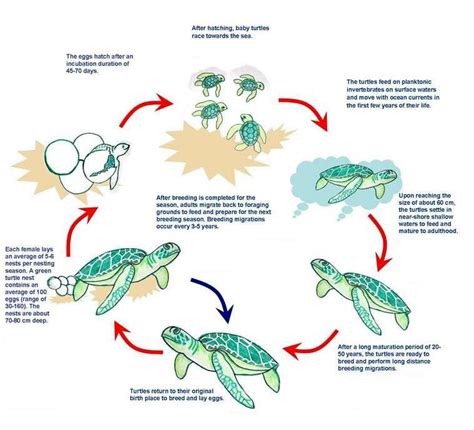 The Life Cycles Of Sea Turtles Source Download Scientific Diagram