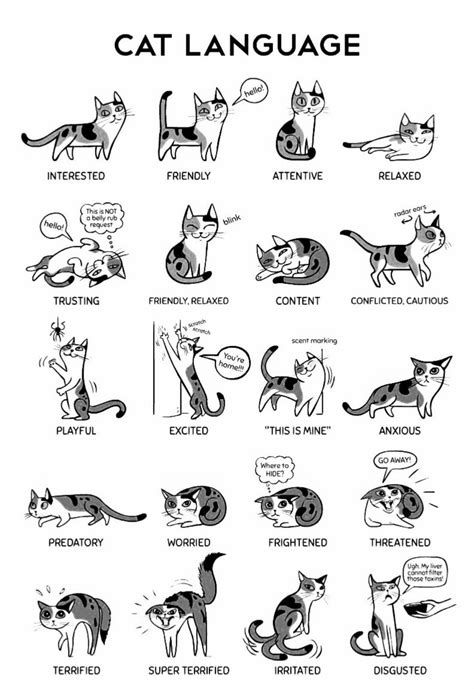 Pin By Deena Harral On Life Lessons Cat Tail Language Cat Language