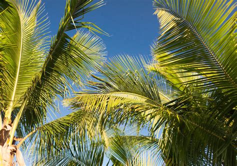 Palm Tree Over Blue Sky With White Clouds Stock Image Image Of