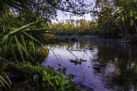 14 Best Places To See Wild Alligators In Florida Florida Trippers
