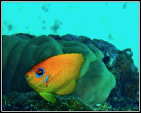 Lemonpeel Angelfish In The Coral Reef Bora Bora French P José