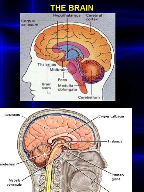Brain Overview Brainstem Human Brain