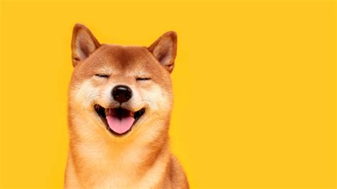 The Shiba Inu Dog Behind The Doge Meme Turns 16 Breezyscroll