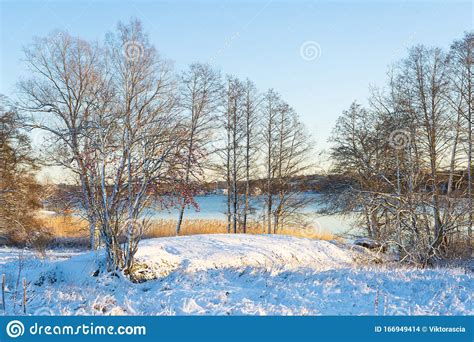 Bright Winter Day In Sweden Frosted Trees And Snowy Ground Winter In