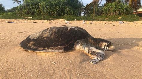 Lnp Death Of Sea Turtles Due To Environmental Damage Caused By X