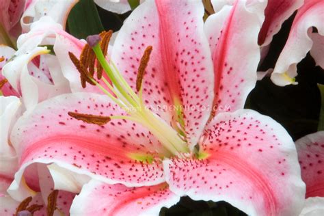 Lily Amboin Oriental Lily Closeup Plant And Flower Stock Photography