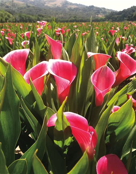 Coastal Glow Calla Lily Perennials At Lowes Com