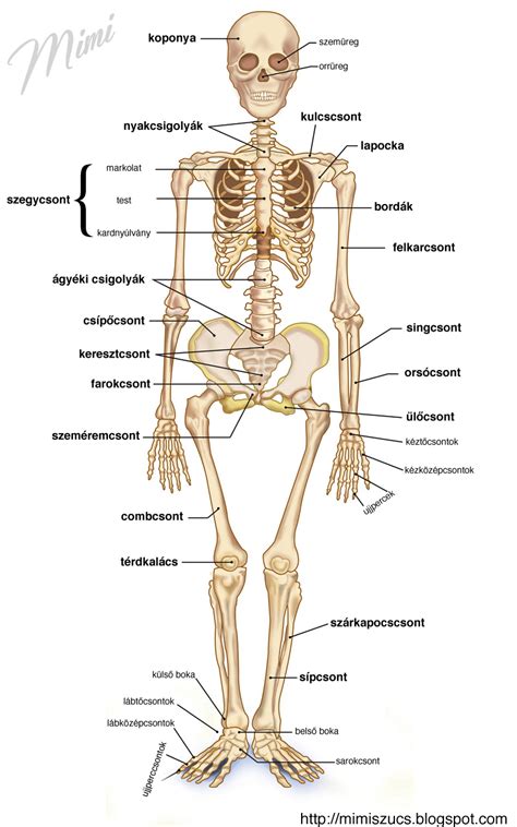 An interactive 3d model of an anuran amphibian. Human bones anatomy, Human body bones, Human body anatomy