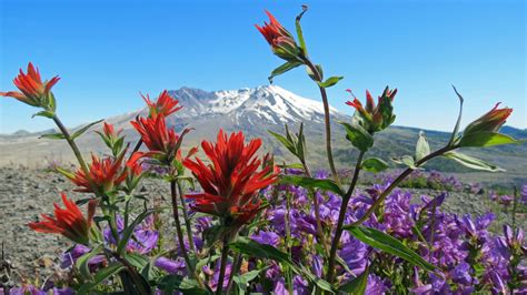 Wildflowers In Front Of Mount St Helens Wa June 30 2014 Oc