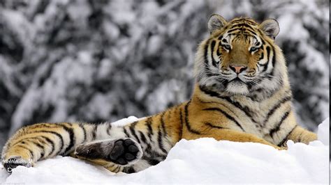 Wallpaper Animals Snow Winter Tiger Wildlife Big Cats Whiskers