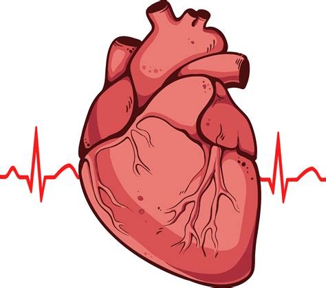 Red Human Heart PNG Transparent Image PNG Arts