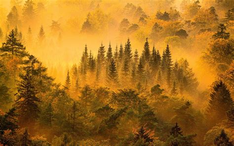 Nature Landscape Mist Forest Sunrise Trees Fall Mountain Yellow