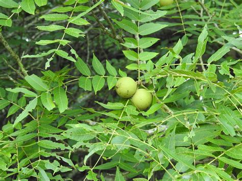 Eastern Black Walnut Trees Of Pennsylvania · Inaturalist