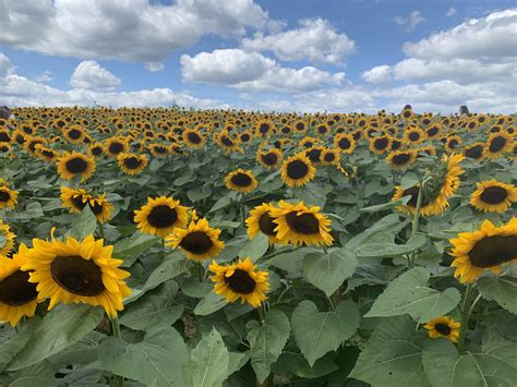 Sunflower Fields Forever Rpics