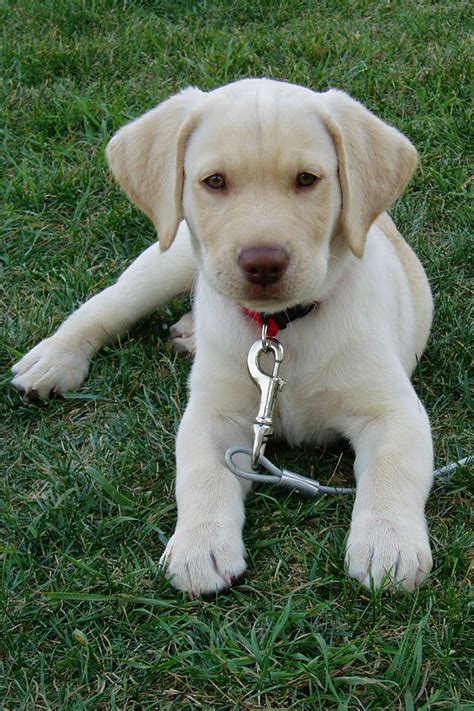 They are first and foremost our adored pets and a huge part of our family. Boxhead Labrador Retrievers