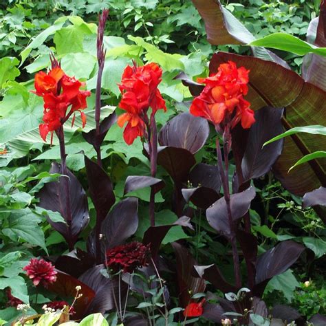 Buy Canna Australia For Sale And Mail Order Online Plants To Purchase