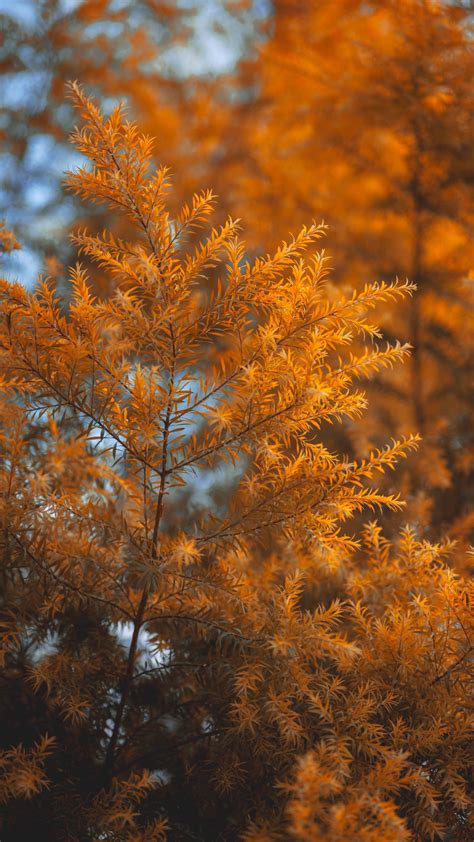 Larch March 7 Stunning Autumn Hikes In The Rockies Gripped Magazine