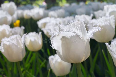 Group And Close Up Of White Fringed Beautiful Tulips Growing In Garden