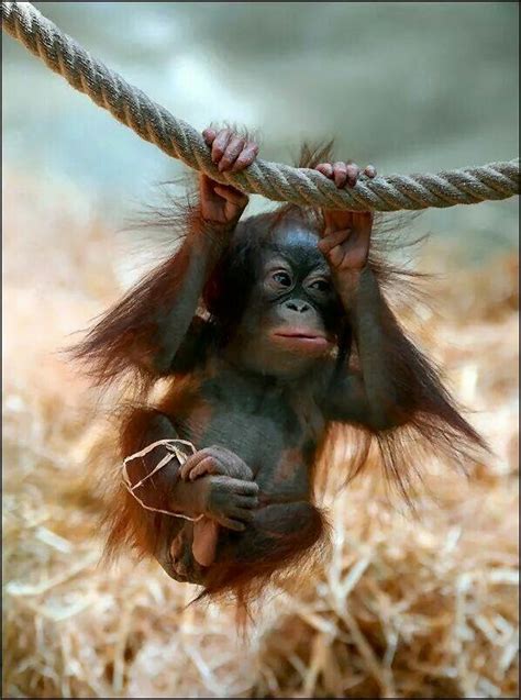 Monkey Swing Primates Cute Creatures Beautiful Creatures Animals