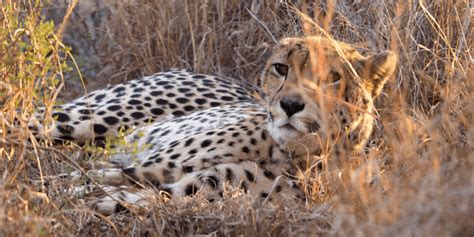All About The Cheetah Fun Facts Why Cheetahs Are Facing Extinction