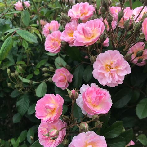Rosa Perfumed Breeze | Arts Nursery Ltd