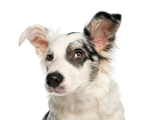 Premium Photo Close Up Of A Border Collie With Wall Eyes